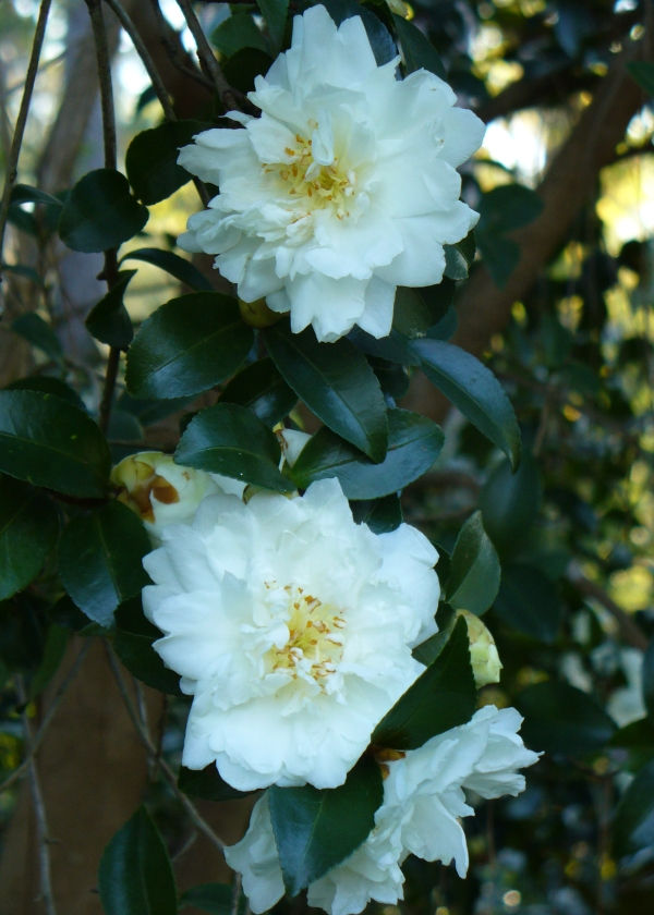 White Doves Sasanqua Camellia, Snow on the Mountain Sasanqua Camellia,Camellia hiemalis 'White Doves', C. sasanqua 'Snow on the Mountain', copyright � almostedenplants.com